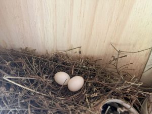 two white eggs sit in a nest built against a wall