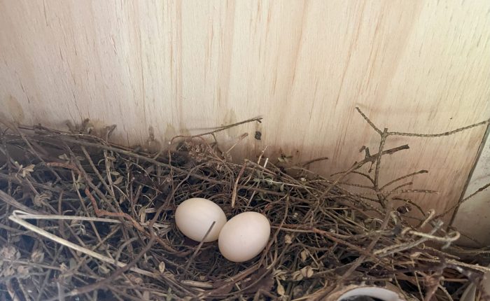 two white eggs sit in a nest built against a wall