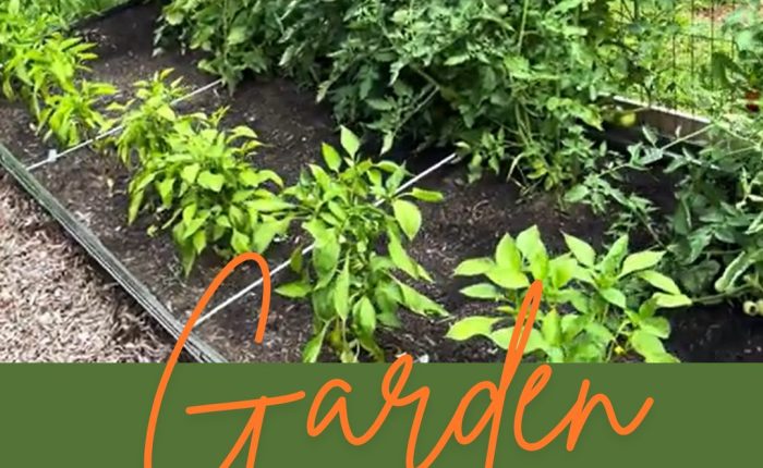 Garden Update